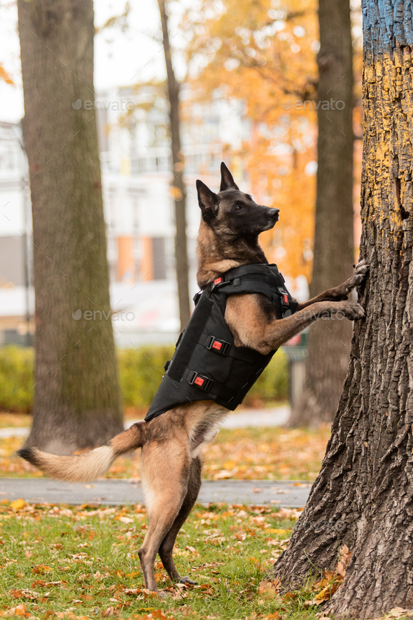 Dog armor. Dog in a bulletproof vest. Belgian Shepherd Malinois
